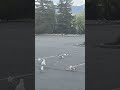 Flock Of Seagulls Devour A Whole Cheese Pizza In Anchorage Alaska At The Hut