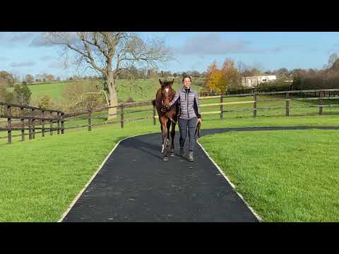 Lot 286 Havana Grey X Bertorizzia