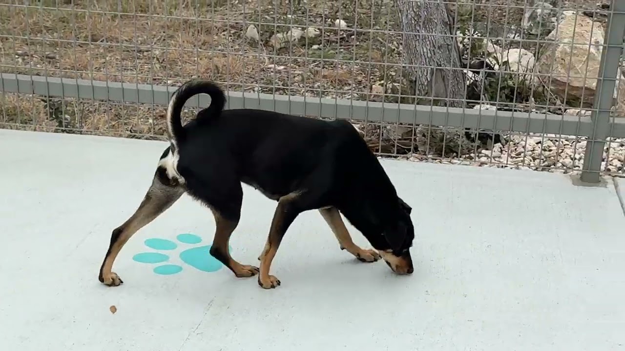 Enlarge Finley - the most handsome boy!, a Adoptable mixed breed in San Antonio, TX video 3/6