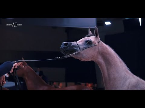 ALL NATIONS CUP - AACHEN 2022 Promo