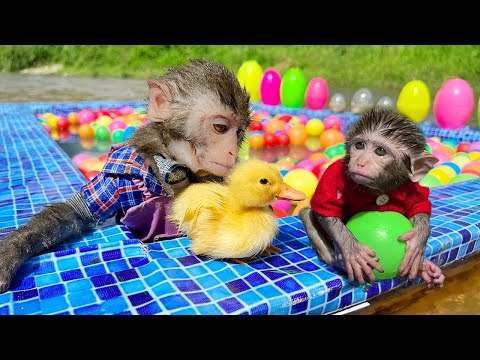 Monkey Baby Bim Bim Drive A Boat To The Pool And Opens Surprise Eggs With Obi at the pool