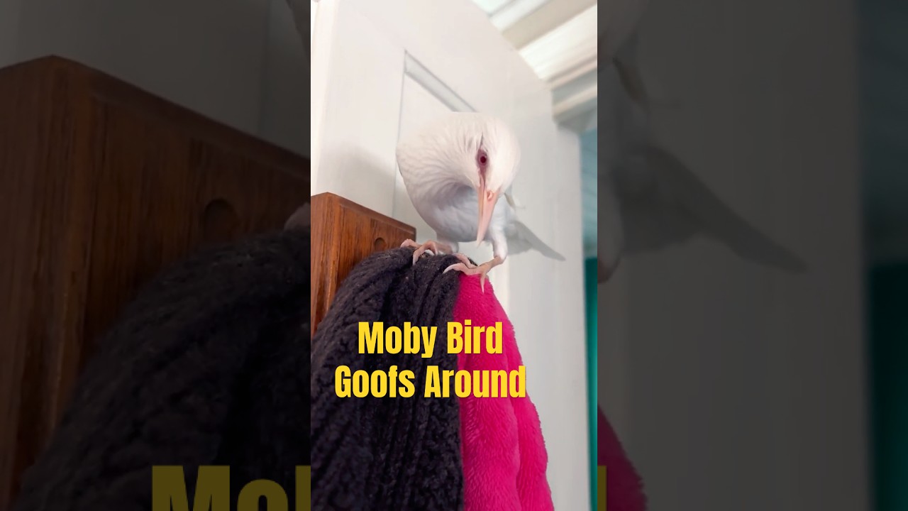 Moby has a little fun!