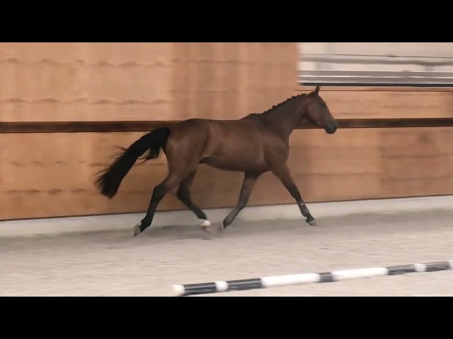 gaits