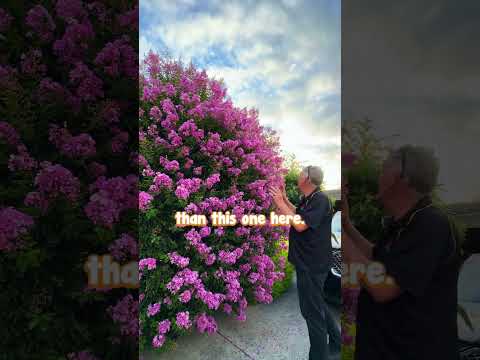 Zuni is the Small Colourful Tree You’ve Been Needing.🌺