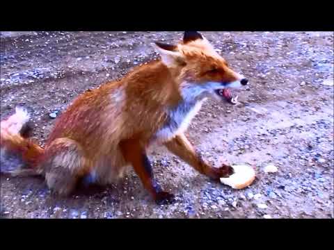 Лиса уплетает хлеб. Вышла из леса и попросила есть. Крым, Солнечная Долина