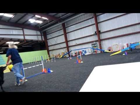 HOVAWART Amsie doing Agility