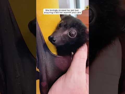 This woman found a tiny bat and adopted it