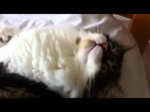 Oscar and Harold cats