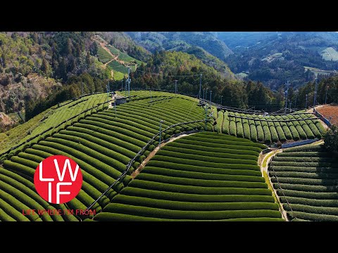 download lagu mp3 mp4 What Is Japanese Green Tea, download lagu What Is Japanese Green Tea gratis, unduh video klip What Is Japanese Green Tea