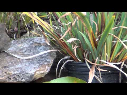 Shadow Darner Dragonfly