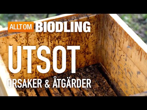 Utsot - orsaker och åtgärder - Bihälsa - Biodling