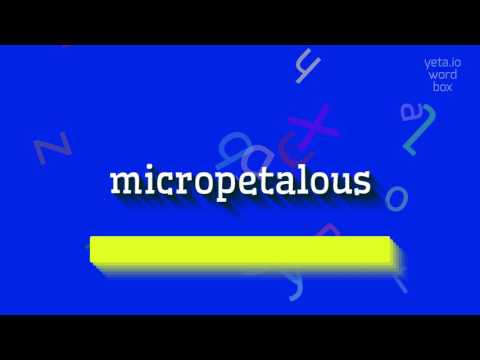 HOW TO PRONOUNCE MICROPETALOUS?