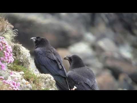 iPhone video digiscoping with the Kowa TSN-IP5 digiscope adapter and the Kowa tSN-884 spotting scope