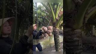 Download lagu My mother's unique way of harvesting old coconuts mp3 Download lagu My mother's unique way of harvesting old coconuts mp3