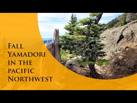 Fall Yamadori - The hunt for Bonsai in the Pacific Northwest