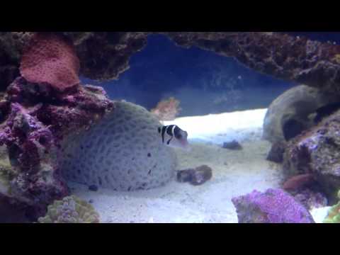 Valentini saddle puffer first day