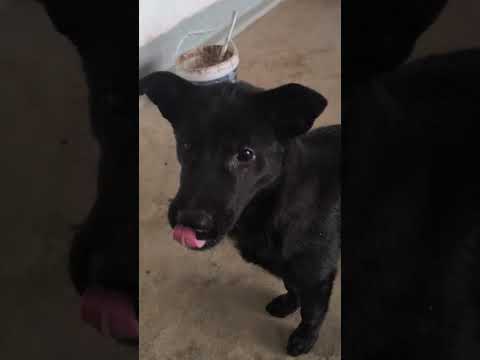 两只舔狗+一个胆小鬼 #狗 #pets #狗訓練 #cute #老友狗狗 #animals #狗狗的心思都写在脸上了 #funny #黃狗 #streetdog