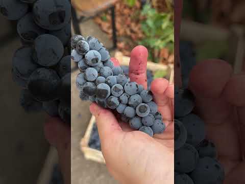 Kako da napravis domace vino ?