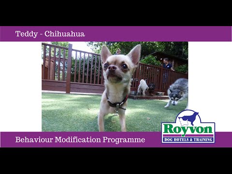 download lagu mp3 mp4 How To Socialize A Chihuahua, download lagu How To Socialize A Chihuahua gratis, unduh video klip How To Socialize A Chihuahua