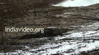 Crocodile in Ranthambore National Park, Rajasthan 