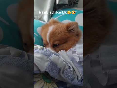 Lebih baik mimpi saja #viral #bobo #anjingngantuk #ngantuk #lelah#anjinglelah #mimpi