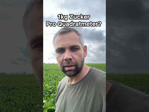 How many sugar beets do you need for 1kg of sugar? #sugar #agriculture