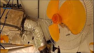 La Policia Local intercepta 356 plantes de marihuana en l'interior de dos domicilis