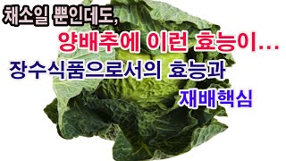 일반채소일 뿐인데도 양배추에 이런 효능이... 세계 3대 장수식품으로서의 효능과 재배 핵심(양배추 효능,양배…