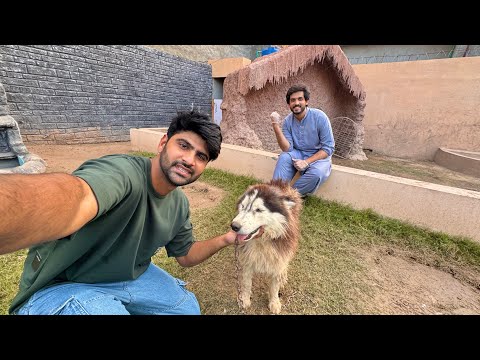 Cute Husky Dog Getting Better ❤️‍🩹