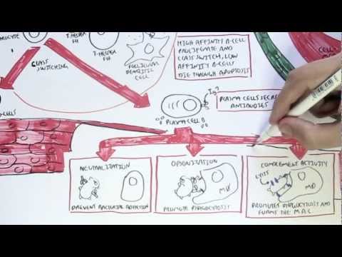 Immunology Map VI - Humoral Immunity