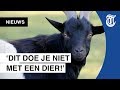 Geitenmysterie: ‘Hij kwam zo aanlopen!’