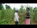 ଝୁଡୁଙ୍ଗ ଚାଷ କିପରି କରାଯାଏ ||How Is long Yard Cultivation Done ||jhudunga chasa odia