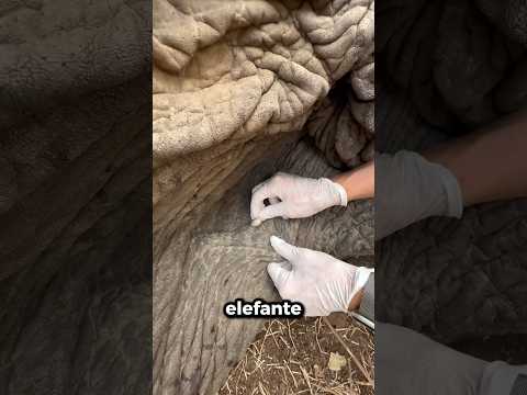 Devi fare SEMPRE questo quando vedi un elefante!🐘