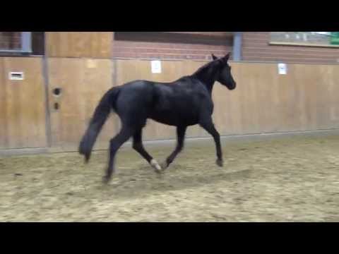 Fürst Heinrich-Royal de Saxe mare * 2010 for sale