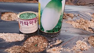 무 파종과 늦을때 모종으로 심어요 붕사와 석회 꼭 뿌리세요.
