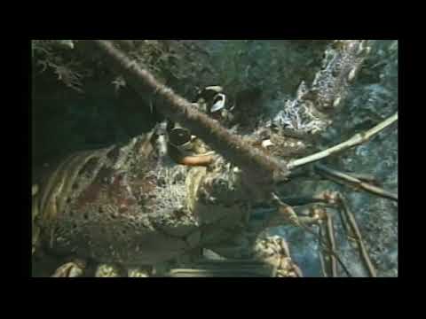 The National Report - February 8th, 2022