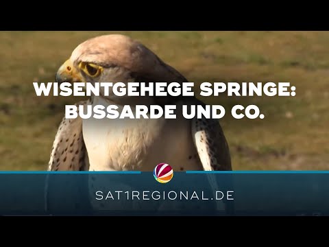 Wisentgehege Springe: Bussarde, Eulen, Adler und Falken wieder zu sehen