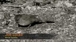 Joe Locke "Ain't No Sunshine"