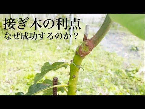 なぜ8月に果樹を接ぎ木するのでしょうか？どうすればうまくいきますか？  庭園