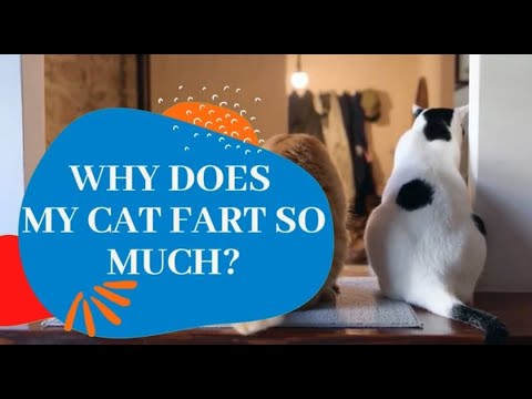 Why Does My Cat Fart So Much? (Is It OK Or Should You Worry?)