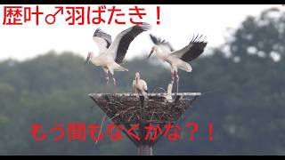 歴叶♂羽ばたき#渡良瀬遊水地 #コウノトリ #コウノトリ観察デッキ#歴叶