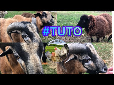 , title : '# TUTO comment débuter l’élevage de moutons'
