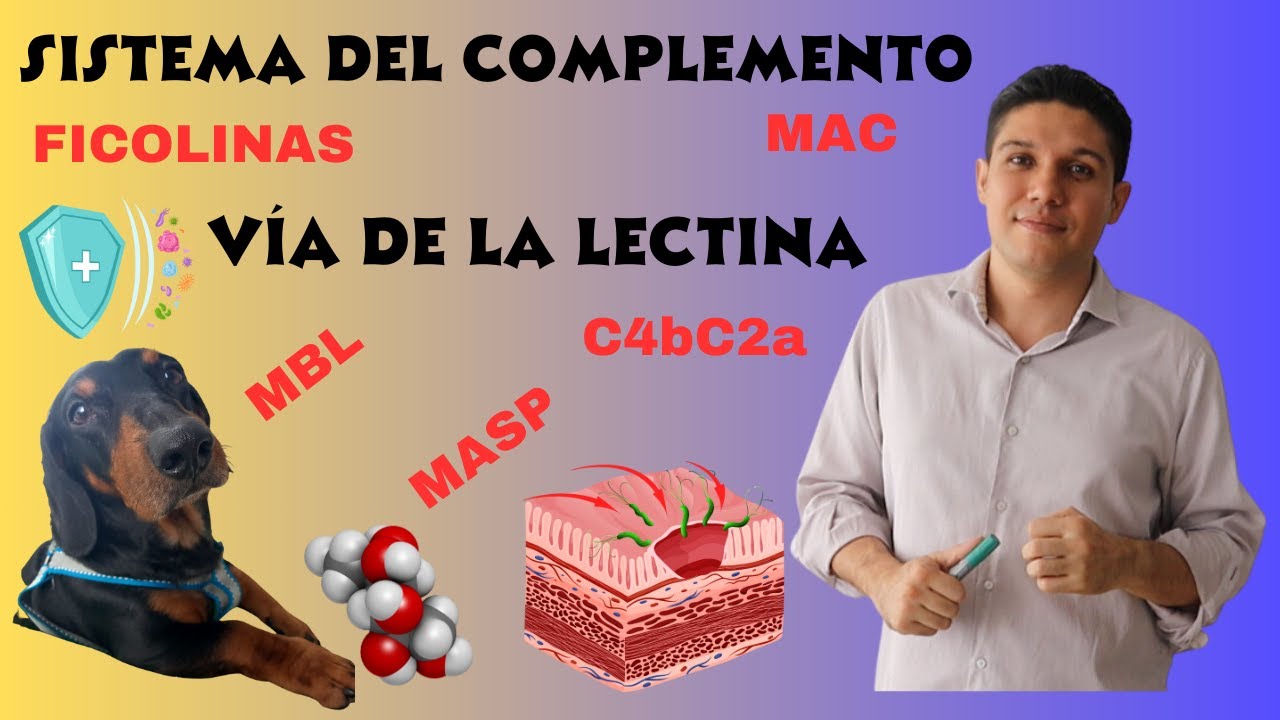 Sistema del Complemento - Vía de la Lectina