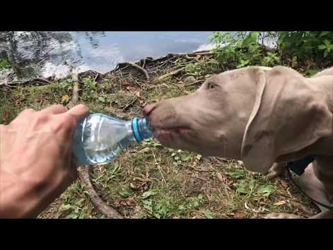 Bowie The Weimaraner - Rockin' Robin by Pablo Iranzo - Bowie and his dog friends being cute!