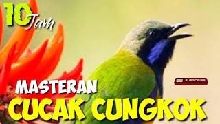 Download lagu MASTERAN CUCAK CUNGKOK SUARA JERNIH DURASI 10 JAM, MASTERAN BURUNG LOMBA mp3