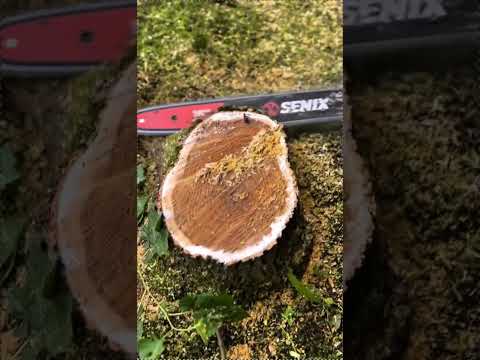 SENIX X6 60V Chain Saw