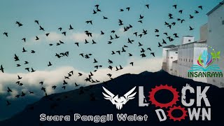 Download lagu External Call LOCK DOWN Suara Walet Respon Panggilnya Teruji mp3