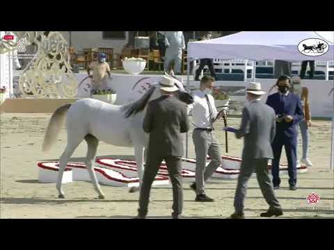 N 6 REMAS AL REMAS   Sharjah International Arabian Horse Festival 2021   Yearling Fillies Class 1A
