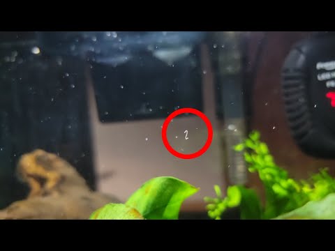 Detritus Worm vibing in my tank, Diana evicts him.