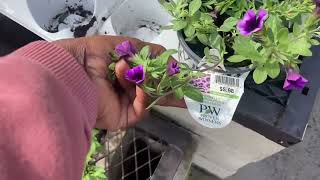 Proven Winner Annuals at Lowes!🌸